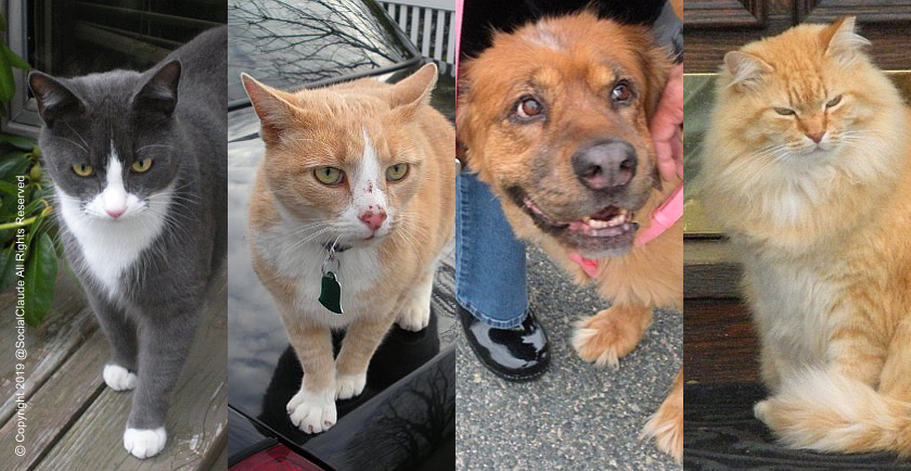 Some Of My Favorite Neighborhood Pet Friends 📷