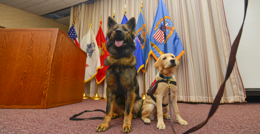 Military Service Dogs Slide Show 🎖️ 📷
