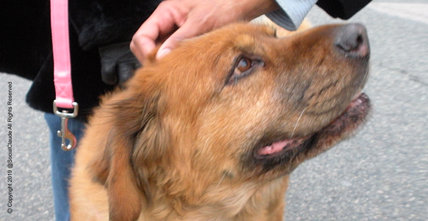 A Dog a Day Keeps the Doctor Away 😷