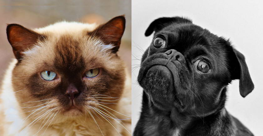 Cat and Dog Peeves About Humans 🐈 🐕