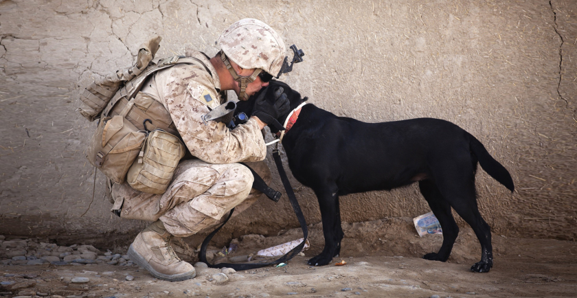 Honoring Our Brave K-9 Veterans on March 13 🎖️ 🇺🇸