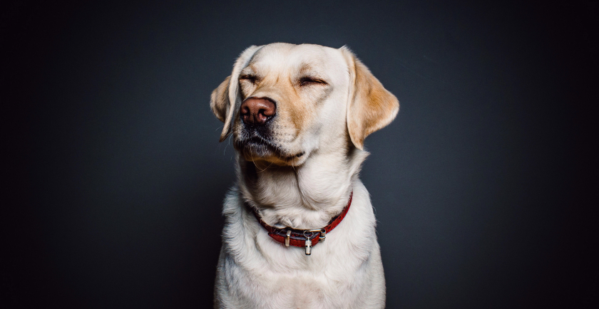 Microchipping Can Save Your Pet’s Life 💻