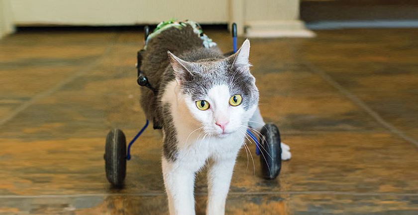 Senior and Special Needs Pet Tips ♿️