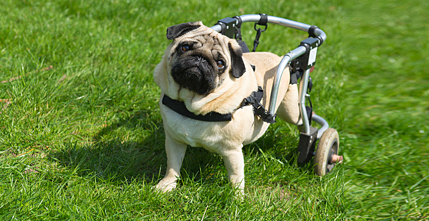 Special Resources for Special Needs Pets 🛠️