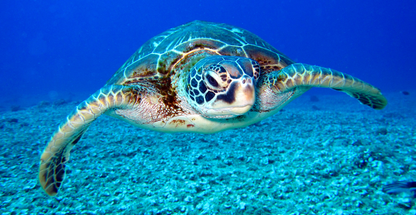 Celebrating World Turtle Day 🥳