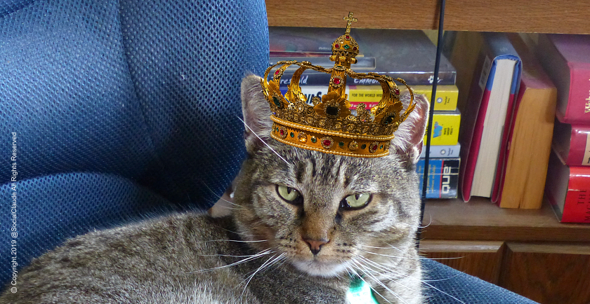 Dr. Pet Mom’s New King! 👑