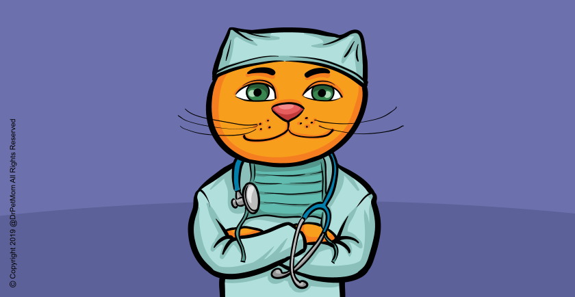 Pet Diseases: How You Can Keep Your Pet Healthy 😷