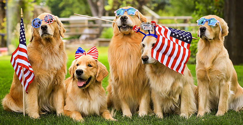 Patriotic Pets on Parade 🇺🇸
