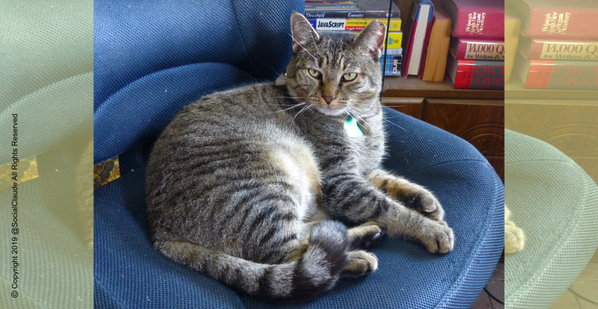 Pet Chair Thieves of Twitter 🚔