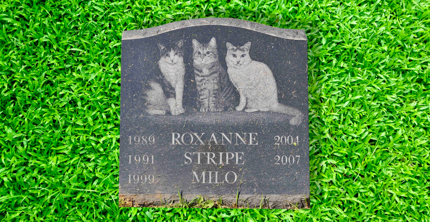 How I Handle the Loss of a Pet 😿