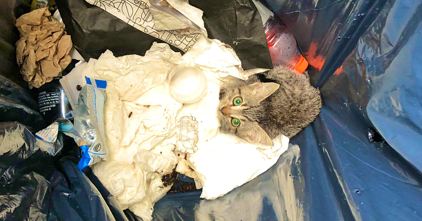 Interview: Robby Starbuck And His Miracle Kitten 🙏