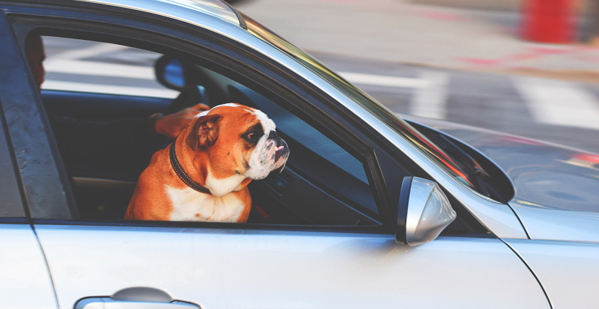 Moving Pets Cross Country 🚚