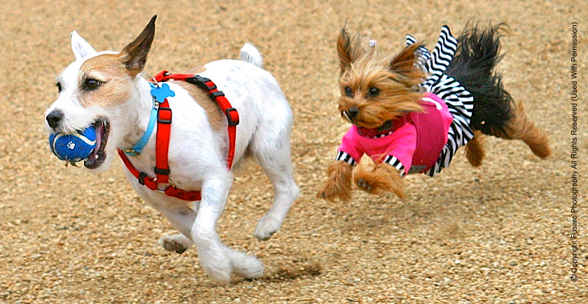 Interview: Pet Photographer Lori Fusaro 📷