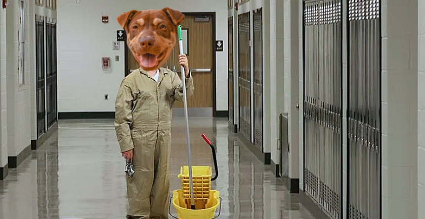 Pet Parent Cleaning Tips 🧹