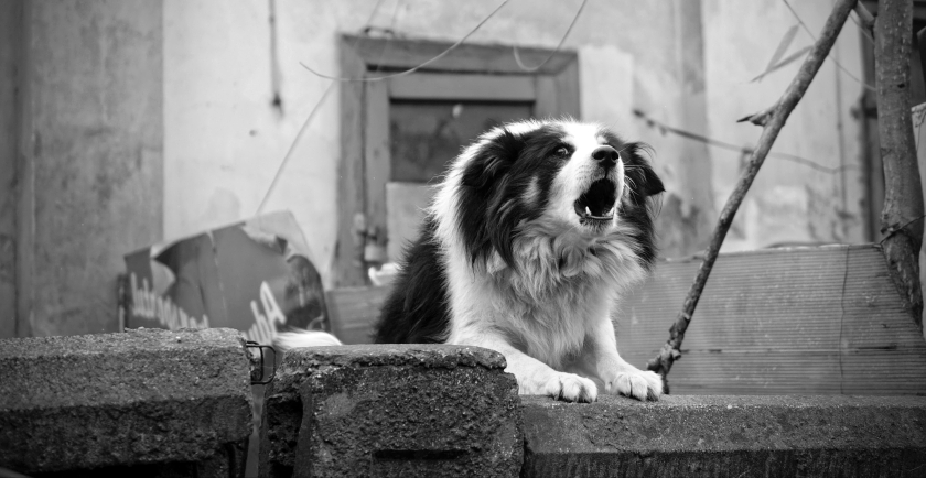 How To Stop Excessive Barking 🐶 📣