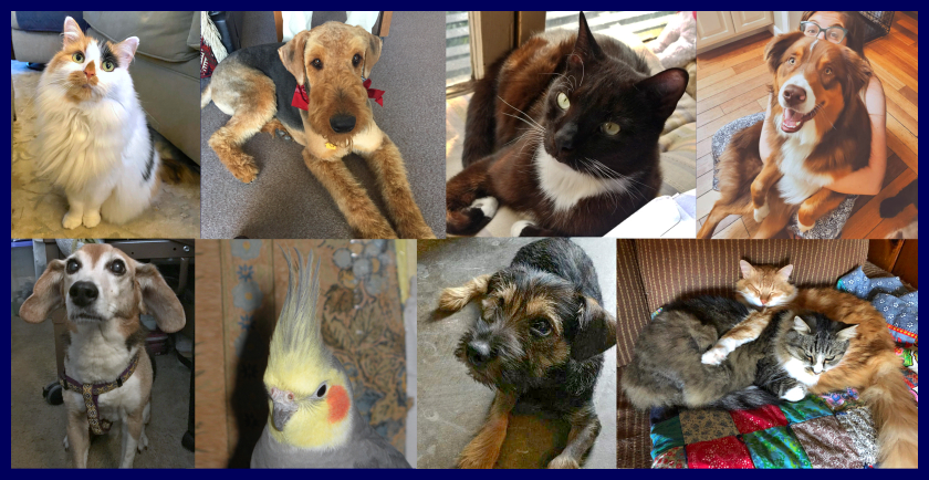 Pets and Companion Animals: Safety and COVID-19 ⚠️