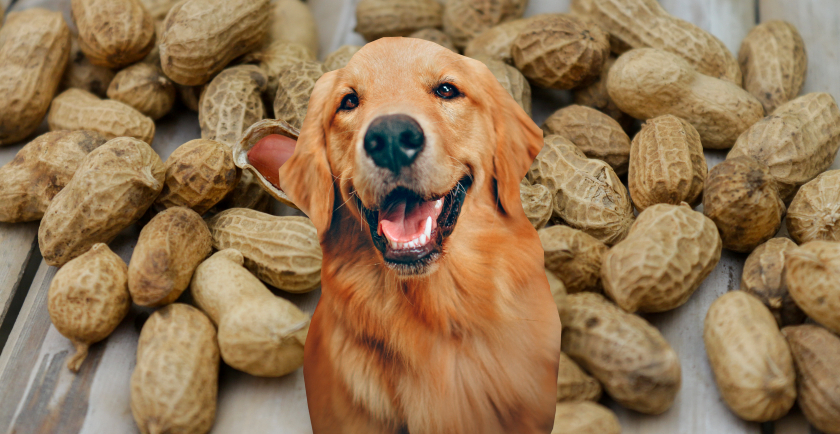 Food Safety: Peanut Butter For Your Dog 🥜