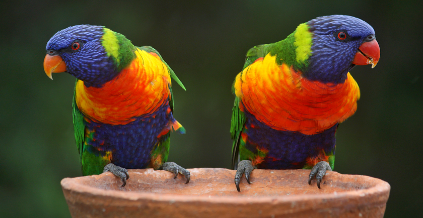 Pet Bird Adoption Tips 🦜