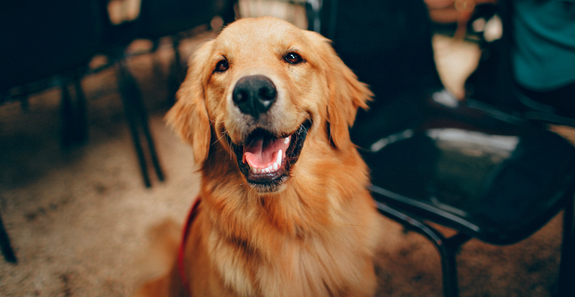 Good News: Dog Sitting is an Essential Service! 🥳