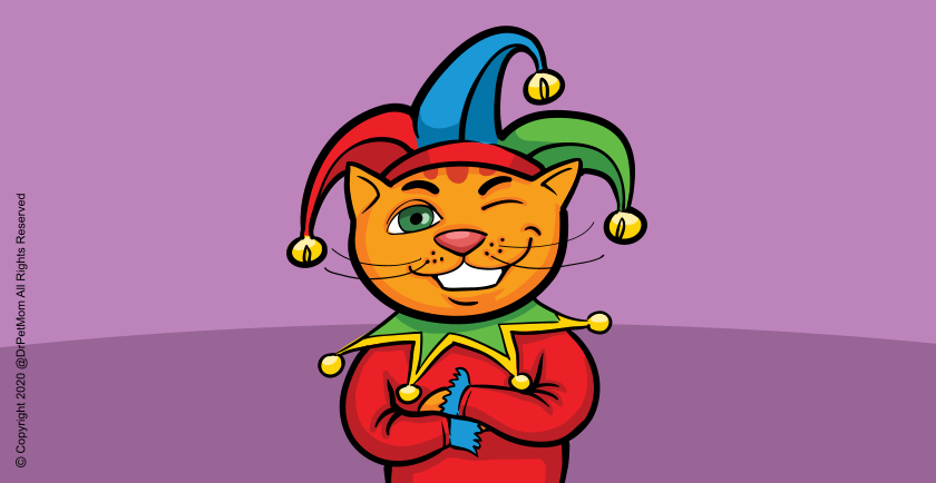 Silly, Catnaps and Wonder: What We Learn From Our Pets 🃏