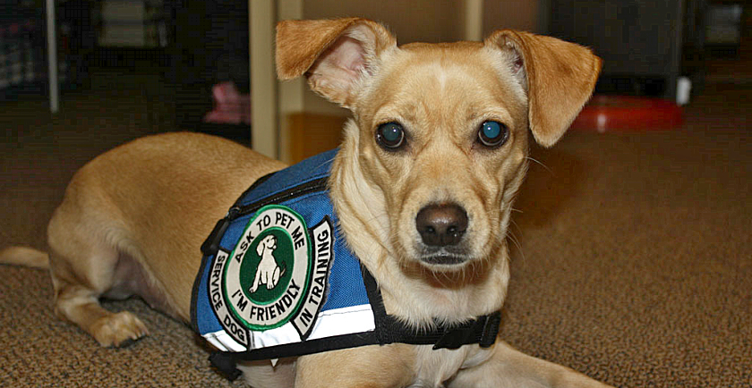 PAWS Act (Puppies Assisting Wounded Servicemembers): Help for America’s Veterans 🎖️