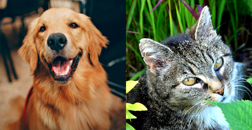 Summer Pet Safety: Indoors and Out 🌞