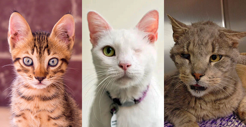 Pet Adoptions: Kittens, Special Needs and Senior Cats Too! 🐱