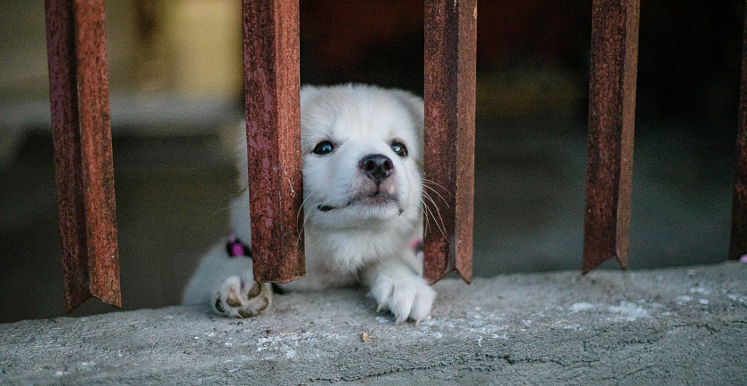 Treating Dog Depression and Anxiety 🐶