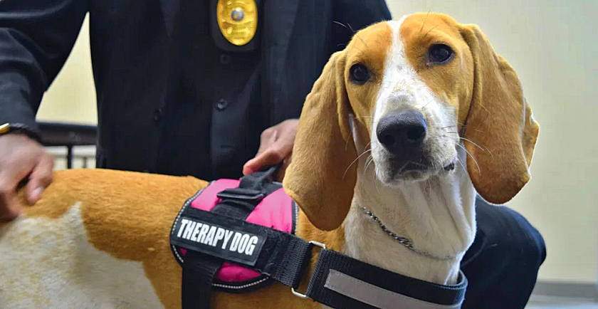 Cure College Campus Blues: Try Therapy Dogs 🐶