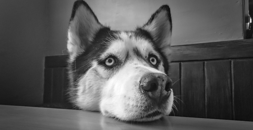 Pet Parenting Basics: Don’t Hurt Your Doggy 🐶