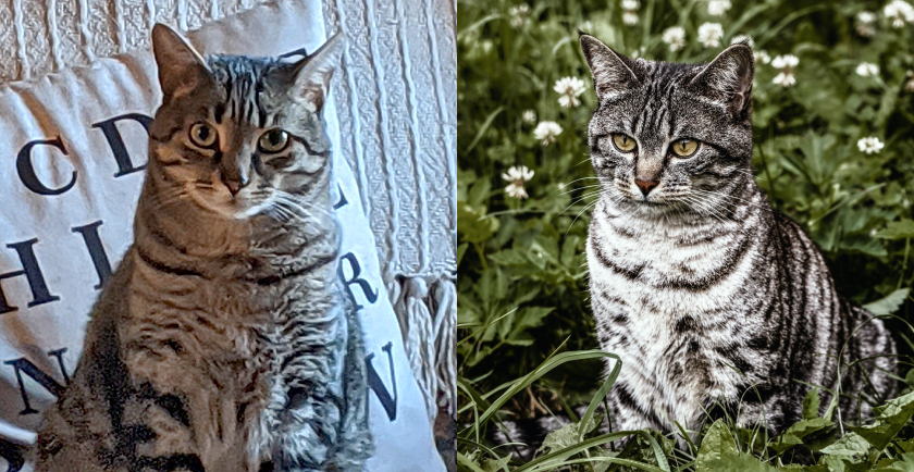 Pet Parent Puzzle: Indoor Or Outdoor Cats? 🤔