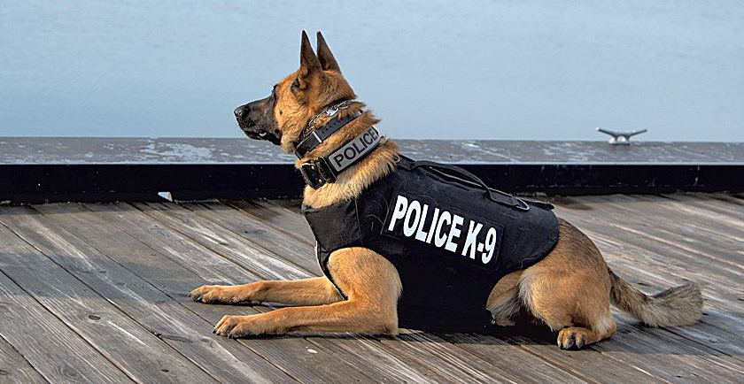 Long Overdue: Emergency Care For K-9 Officers (Police Dogs) 🚔