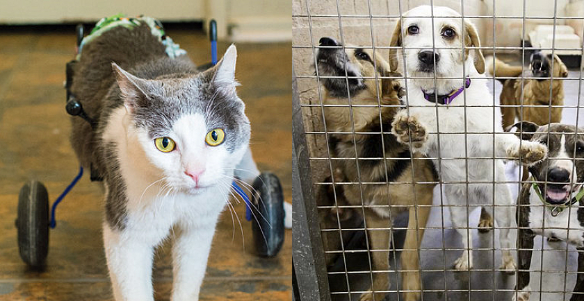 Why I Volunteer for Pets in Need 🐱 🐶